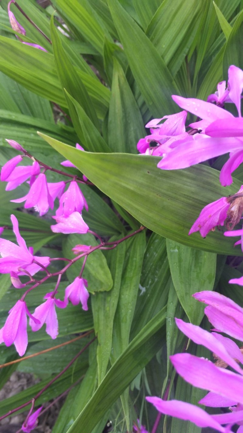 白芨紫花三叉白芨大白芨无黑果大量供应