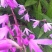 白芨紫花三叉白芨大白芨无黑果大量供应