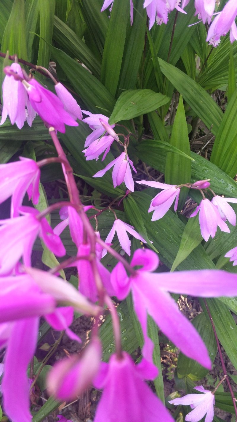 白芨紫花三叉白芨大白芨无黑果大量供应