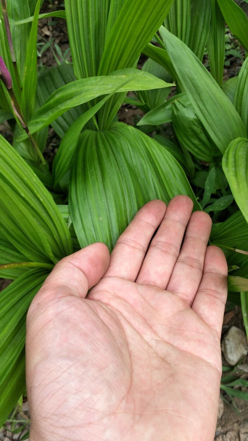 白芨紫花三叉白芨大白芨无黑果大量供应