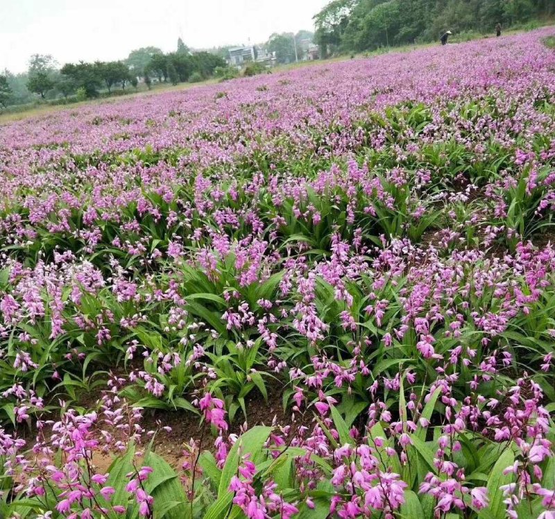 白芨紫花三叉白芨大白芨无黑果大量供应