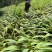 白芨紫花三叉白芨大白芨无黑果大量供应