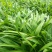 白芨紫花三叉白芨大白芨无黑果大量供应