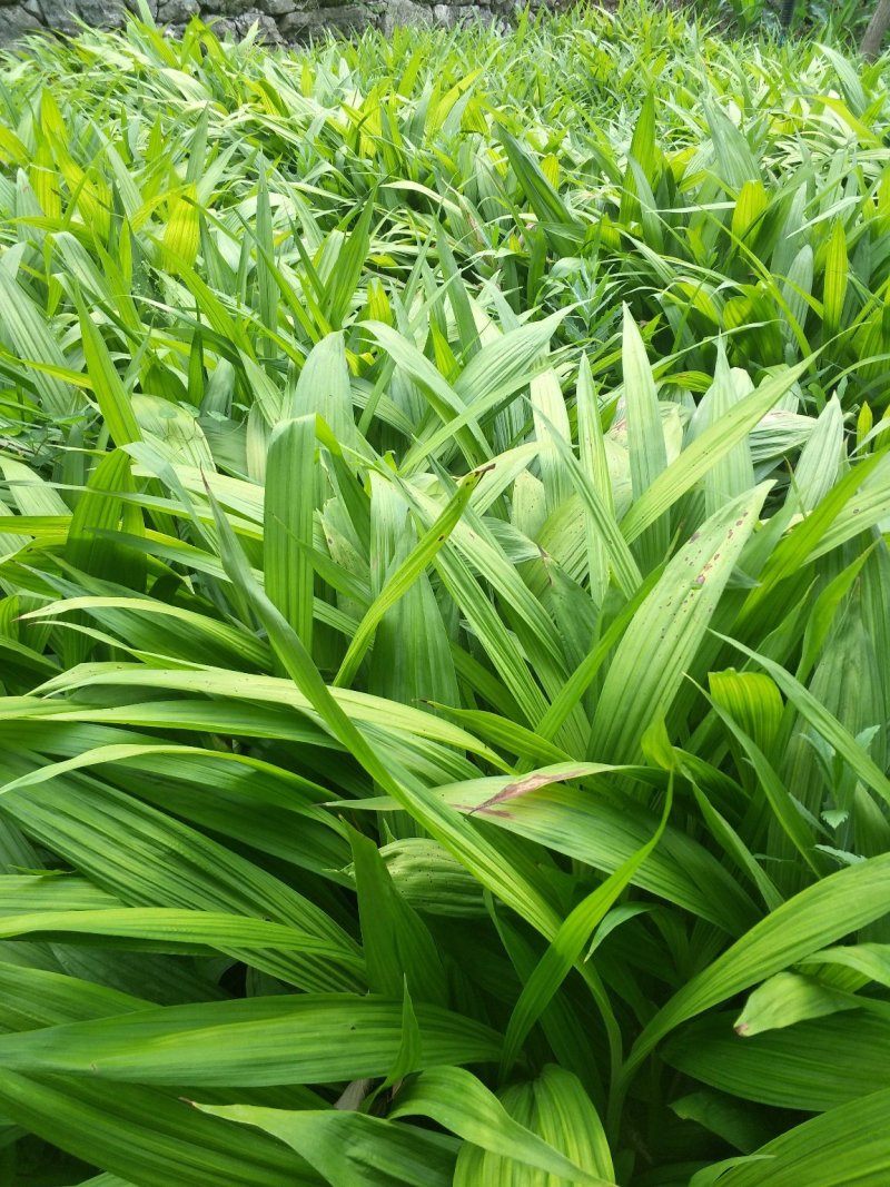 白芨紫花三叉白芨大白芨无黑果大量供应