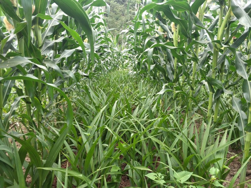白芨紫花三叉白芨大白芨无黑果大量供应