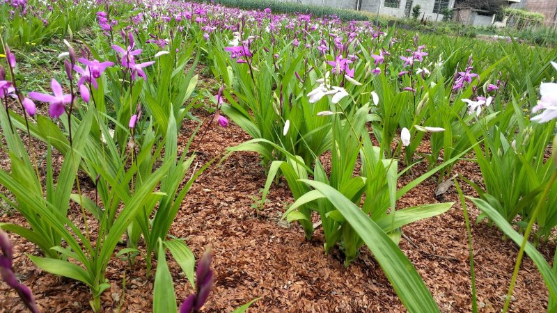 白芨紫花三叉白芨大白芨无黑果大量供应
