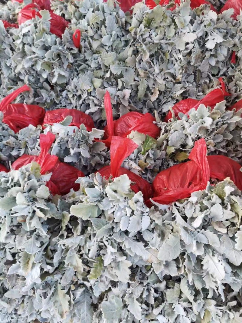 云南银叶菊苗，自产自销银叶菊小苗，室内室外种植