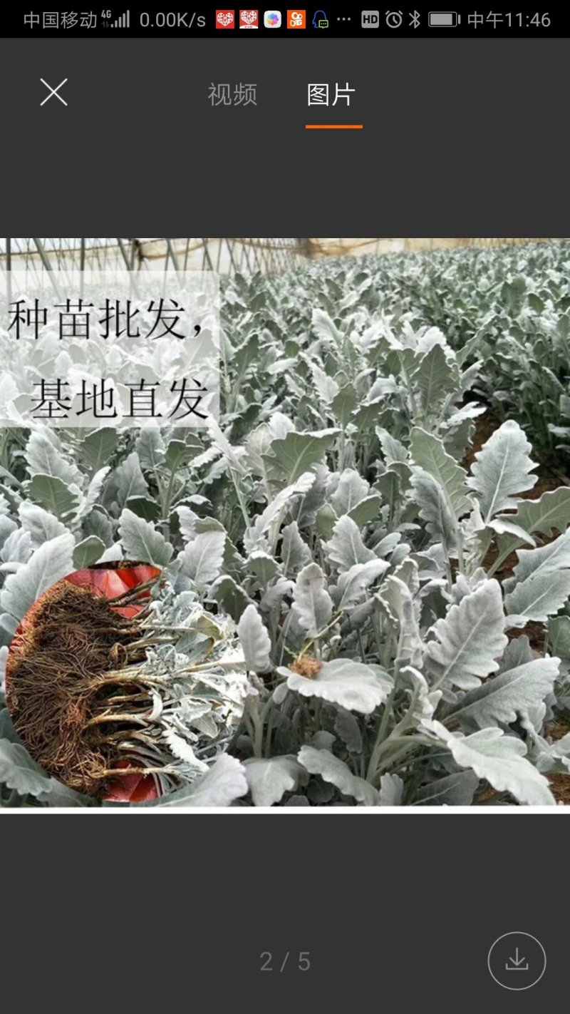 云南银叶菊苗，自产自销银叶菊小苗，室内室外种植