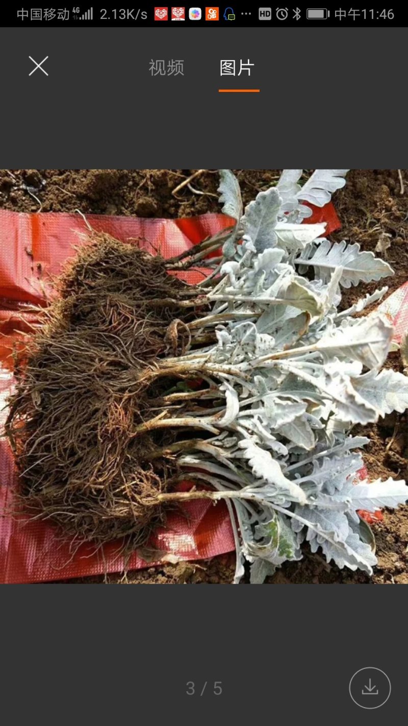 云南银叶菊苗，自产自销银叶菊小苗，室内室外种植