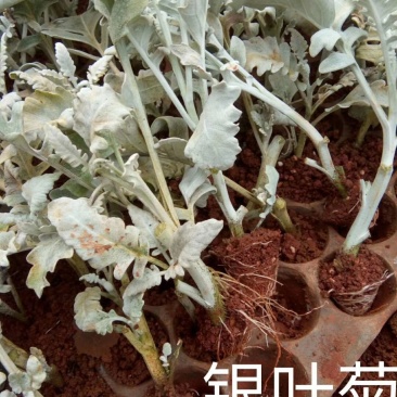 云南银叶菊苗，自产自销银叶菊小苗，室内室外种植