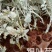 云南银叶菊苗，自产自销银叶菊小苗，室内室外种植