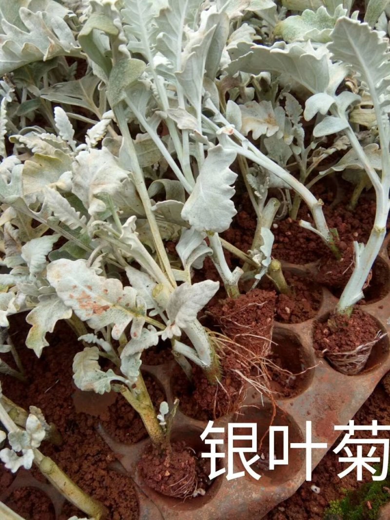 云南银叶菊苗，自产自销银叶菊小苗，室内室外种植