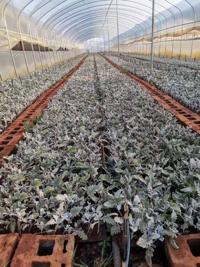 云南银叶菊苗，自产自销银叶菊小苗，室内室外种植