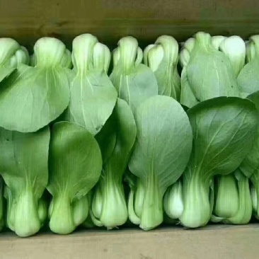 上海青大头油菜。。。。。。。。。。。。。，