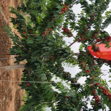 山东基地俄罗斯8号樱桃苗可视频看货齐早樱桃树苗批发
