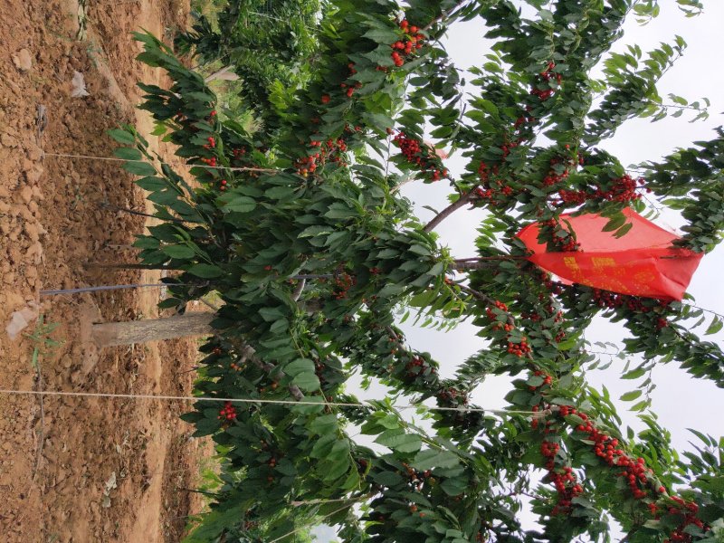 山东基地俄罗斯8号樱桃苗可视频看货齐早樱桃树苗批发