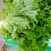 生菜5两~6两精品生菜
