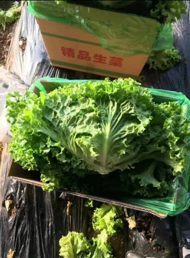 生菜。。。。。。。。。。。。。。。。。。。