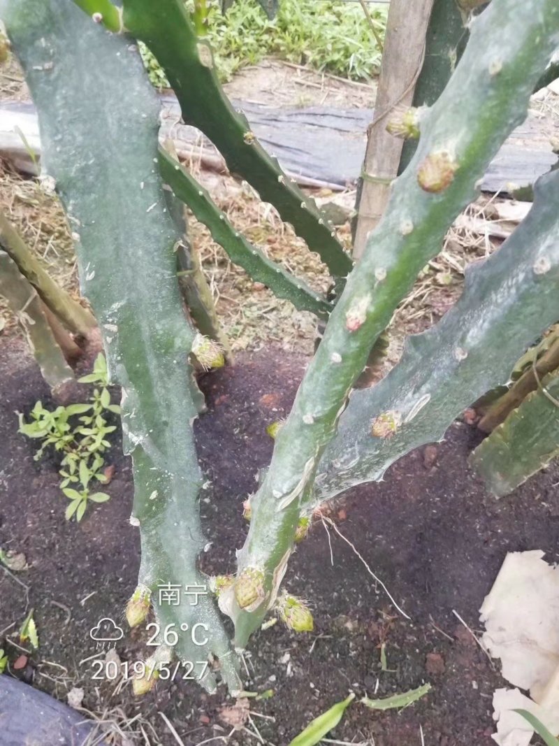 红皮燕窝火龙果苗燕窝火龙果苗红皮火龙果苗