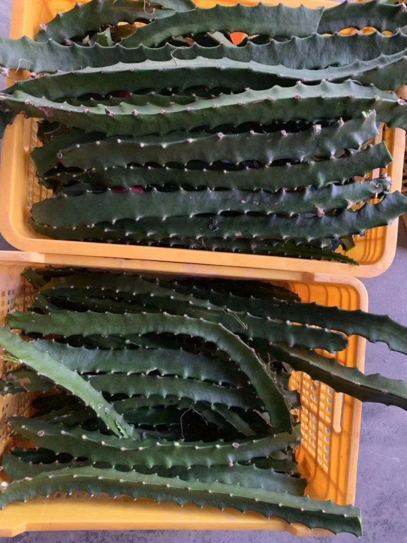 红皮燕窝火龙果苗燕窝火龙果苗红皮火龙果苗