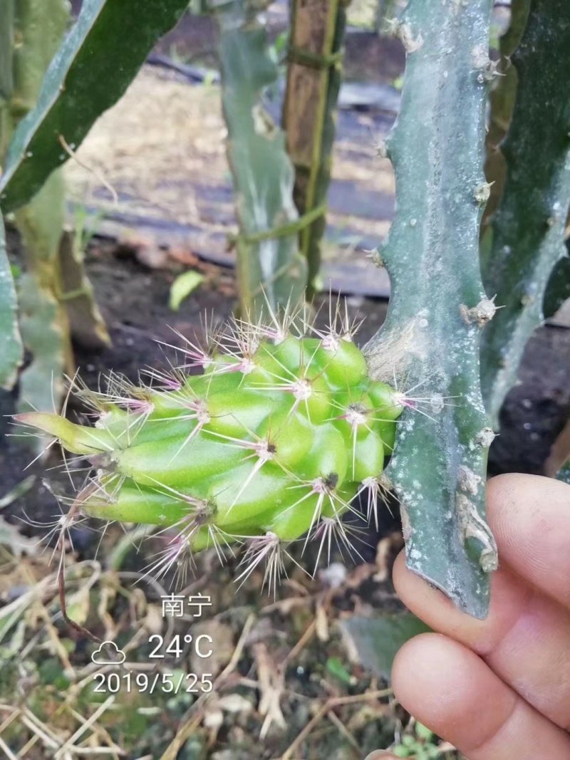 红皮燕窝火龙果苗燕窝火龙果苗红皮火龙果苗