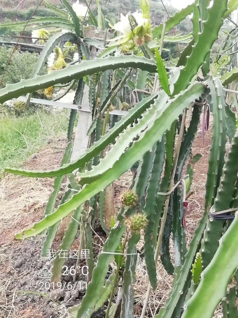 红皮燕窝火龙果苗燕窝火龙果苗红皮火龙果苗
