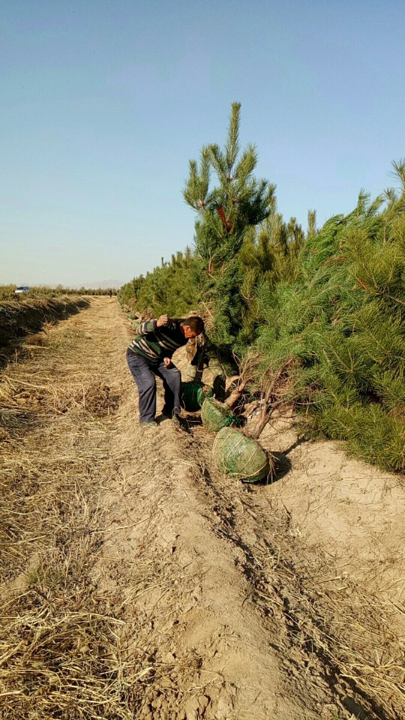 油松，章子松，各种规格从小苗到5米油松，营养杯苗25公到