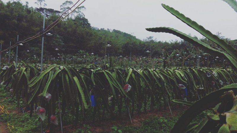 粉红佳人火龙果苗火龙果苗发甜度高产量高包邮