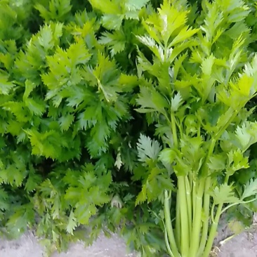 西芹文图拉中号菜