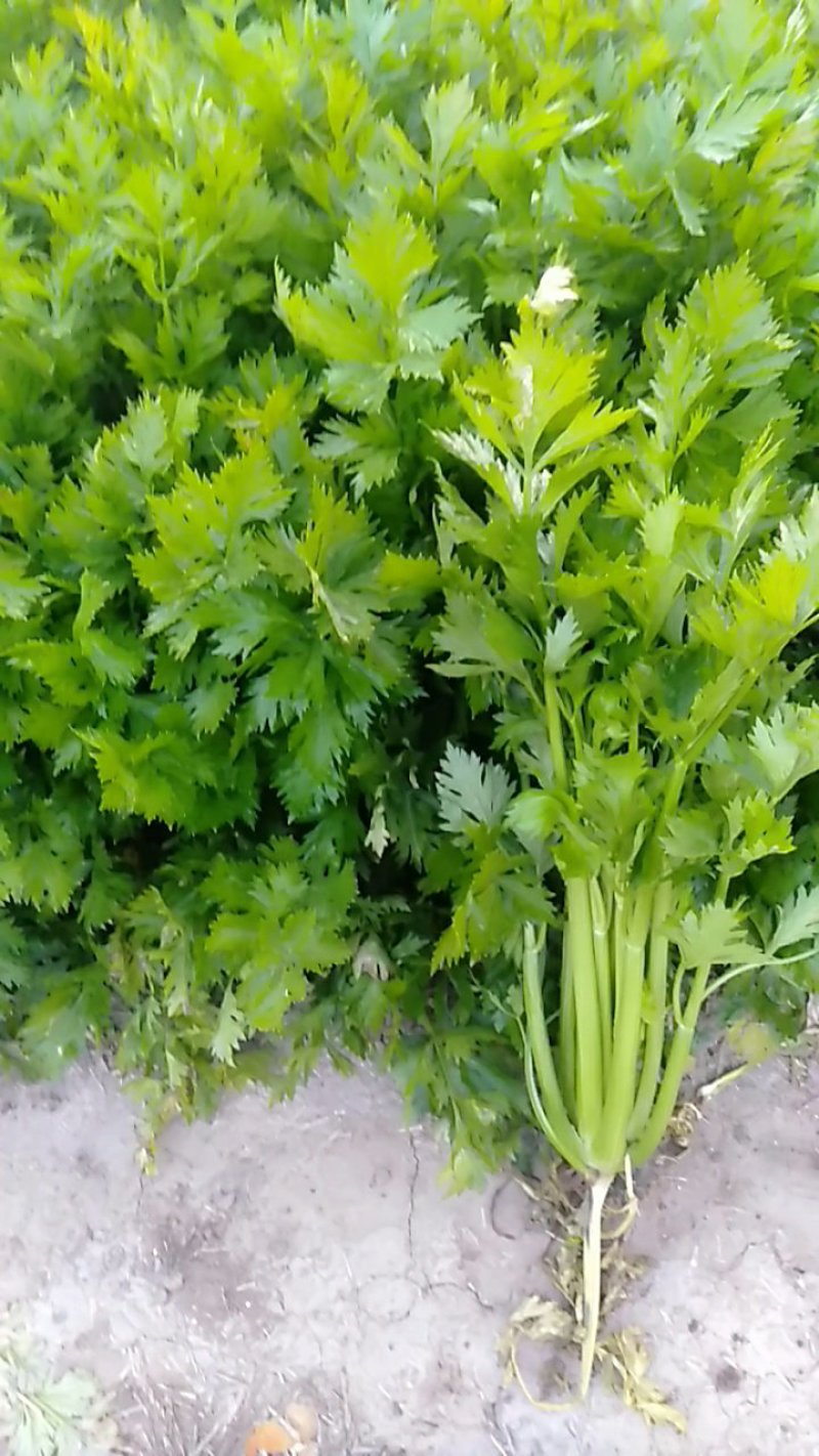 西芹文图拉中号菜