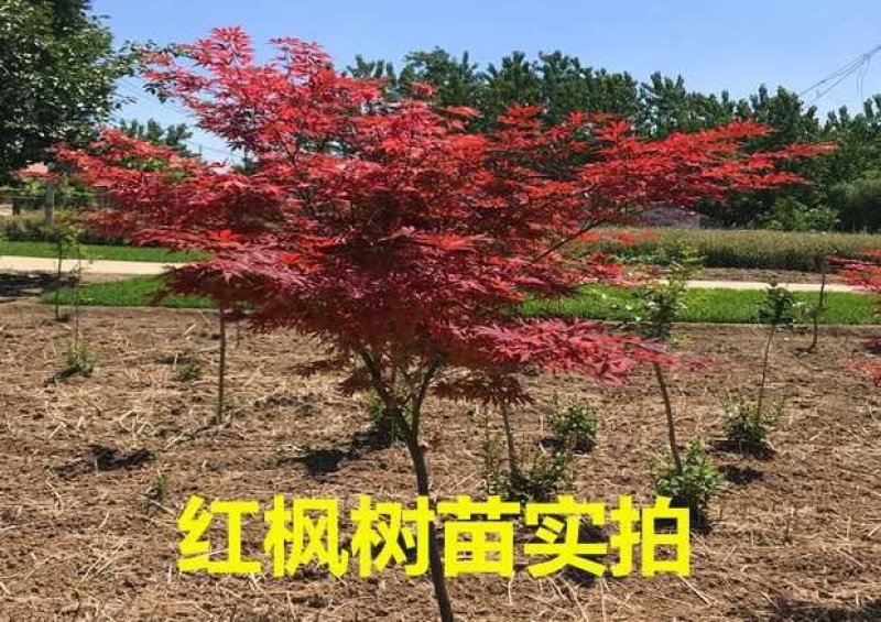 红枫树苗四季中国红枫日本红枫树苗红舞姬美国红枫盆景盆栽