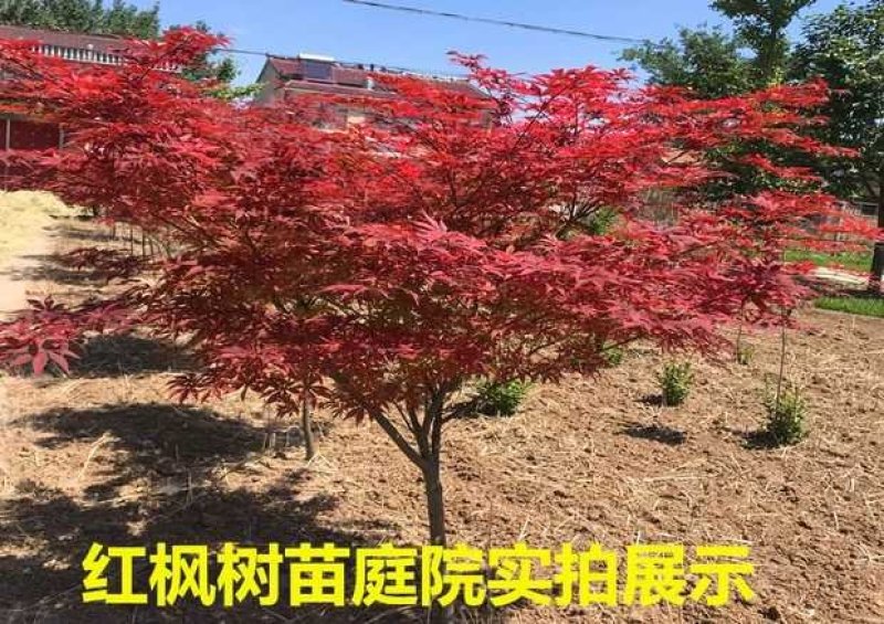 红枫树苗四季中国红枫日本红枫树苗红舞姬美国红枫盆景盆栽