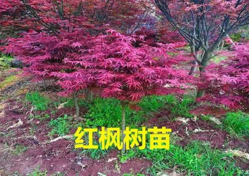 红枫树苗四季中国红枫日本红枫树苗红舞姬美国红枫盆景盆栽