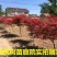 红枫树苗四季中国红枫日本红枫树苗红舞姬美国红枫盆景盆栽