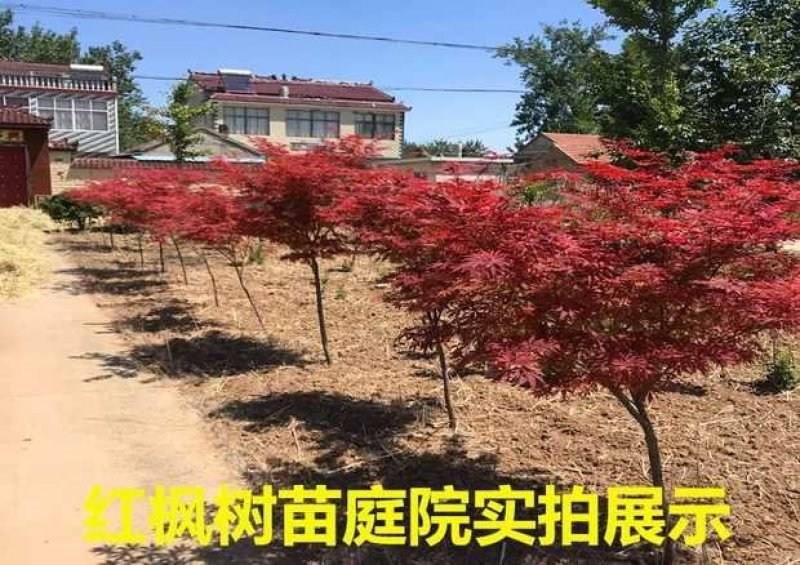 红枫树苗四季中国红枫日本红枫树苗红舞姬美国红枫盆景盆栽