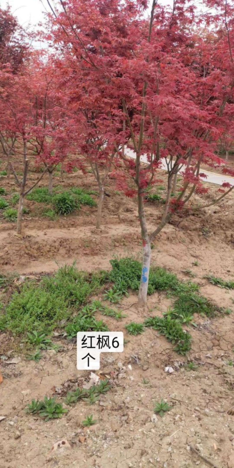 红枫树苗四季中国红枫日本红枫树苗红舞姬美国红枫盆景盆栽