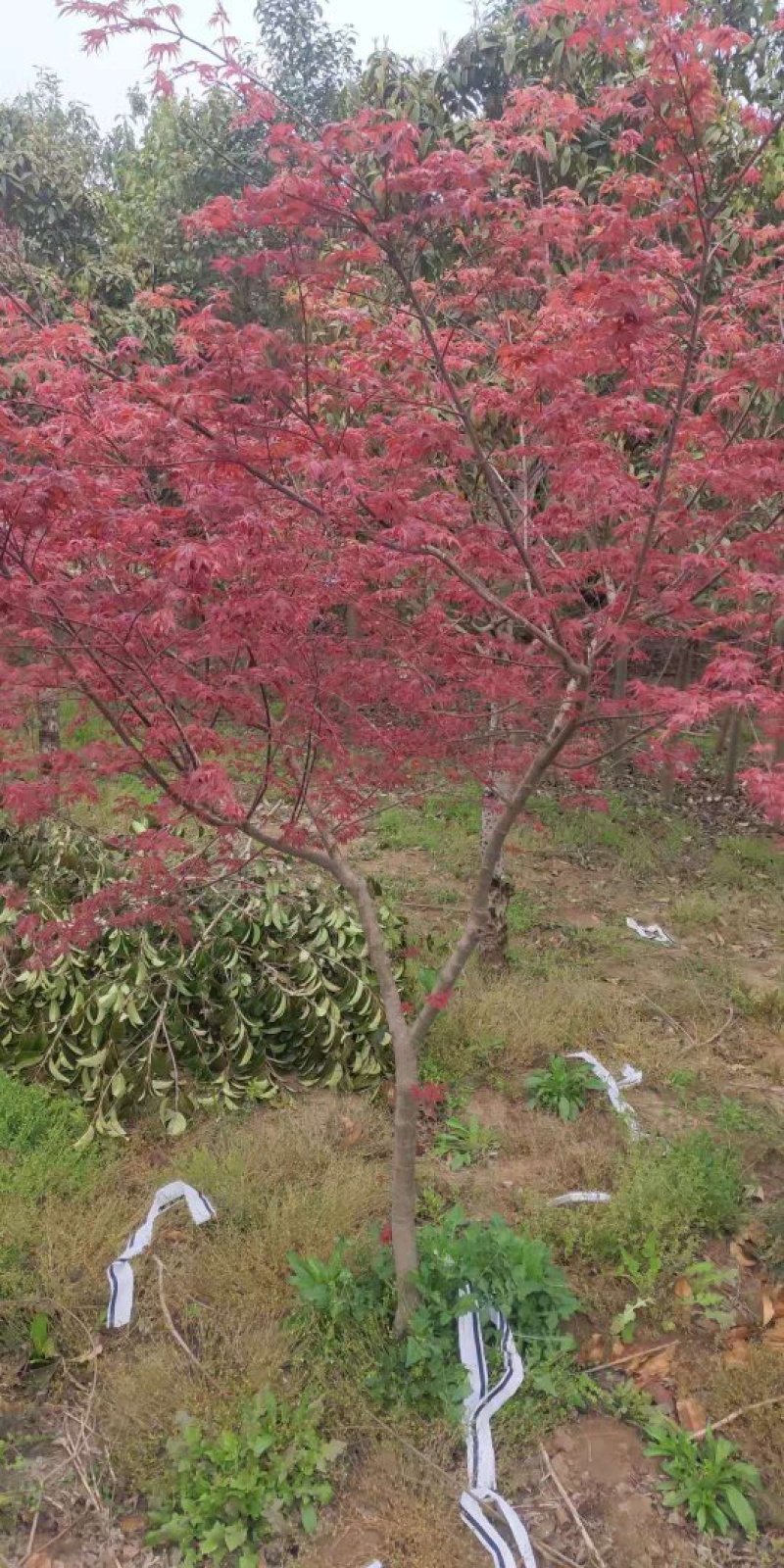 红枫树苗四季中国红枫日本红枫树苗红舞姬美国红枫盆景盆栽