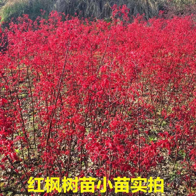 红枫树苗四季中国红枫日本红枫树苗红舞姬美国红枫盆景盆栽