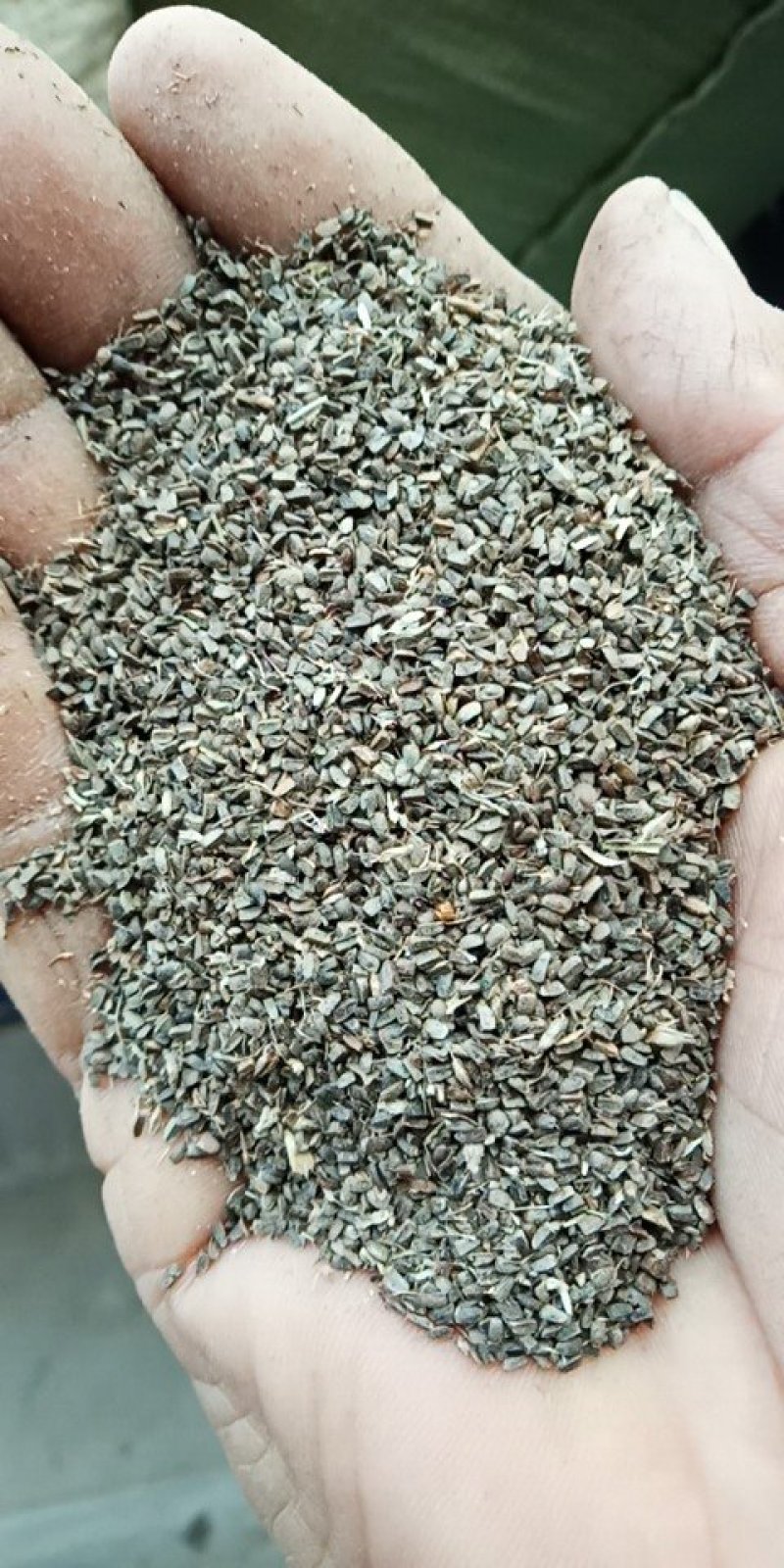 益母草种子，益母草籽