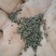 益母草种子，益母草籽