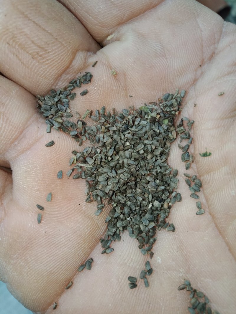 益母草种子，益母草籽