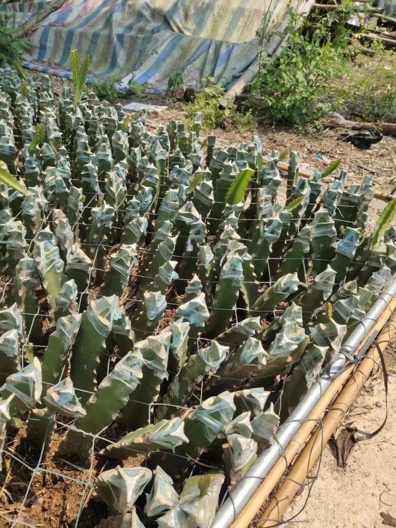 火龙果苗糖龙火龙果苗小糖龙火龙果苗新品种火龙苗当年