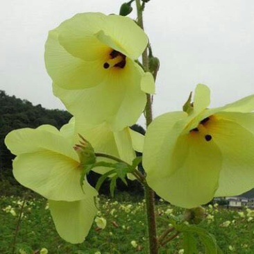 金花葵种子别称菜芙蓉野芙蓉黏干籽山榆皮易种植花种子花草种