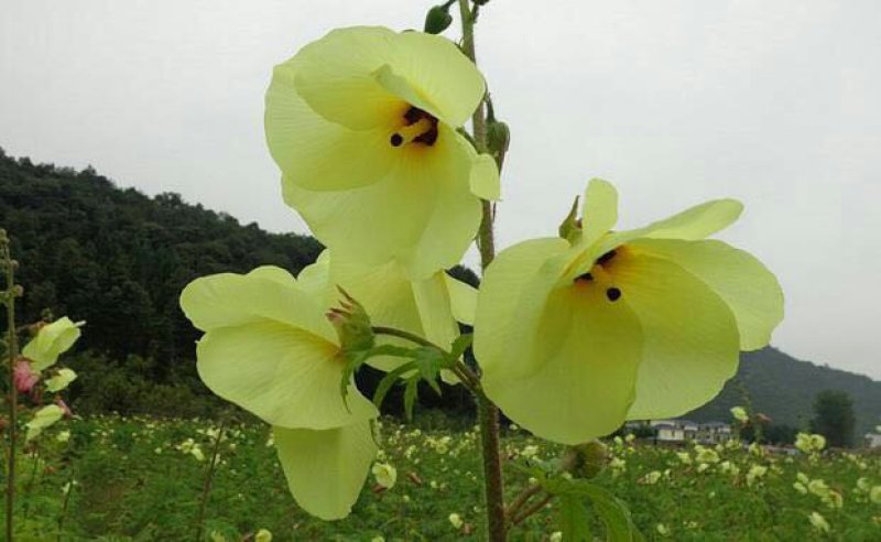 金花葵种子别称菜芙蓉野芙蓉黏干籽山榆皮易种植花种子花草种