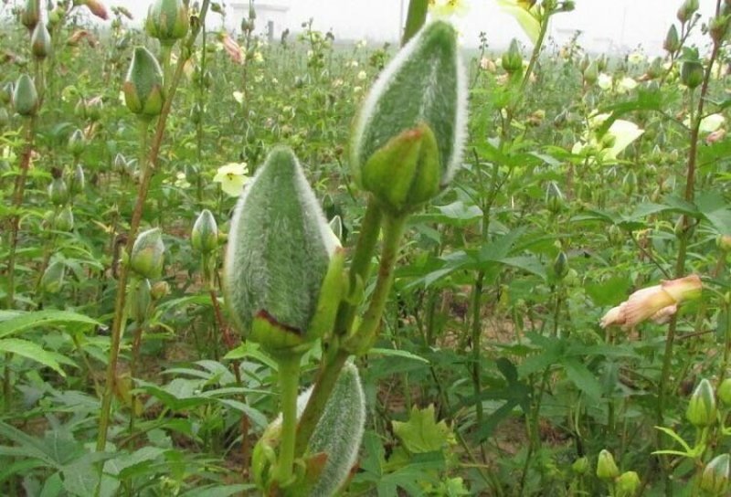 金花葵种子别称菜芙蓉野芙蓉黏干籽山榆皮易种植花种子花草种