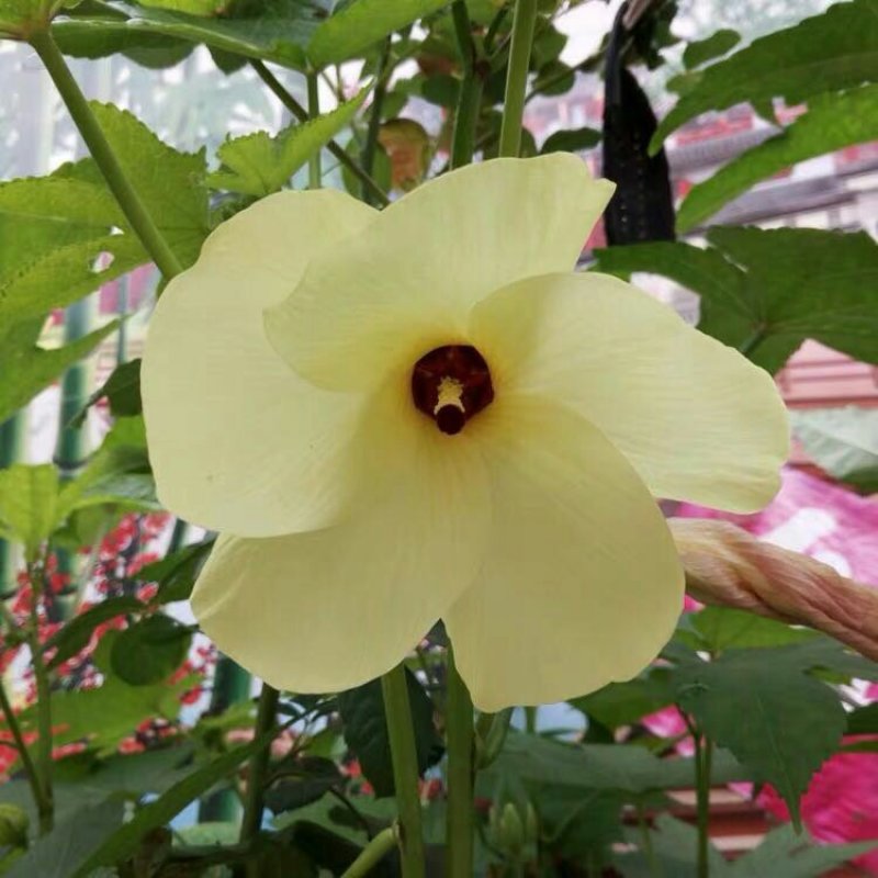 金花葵种子别称菜芙蓉野芙蓉黏干籽山榆皮易种植花种子花草种