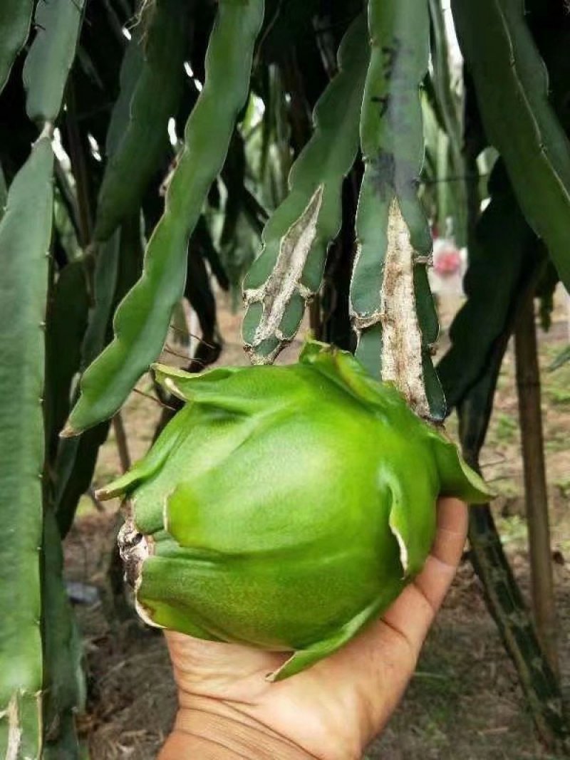 蜜玄龙火龙果苗火龙果苗产量高口感好火龙果树苗