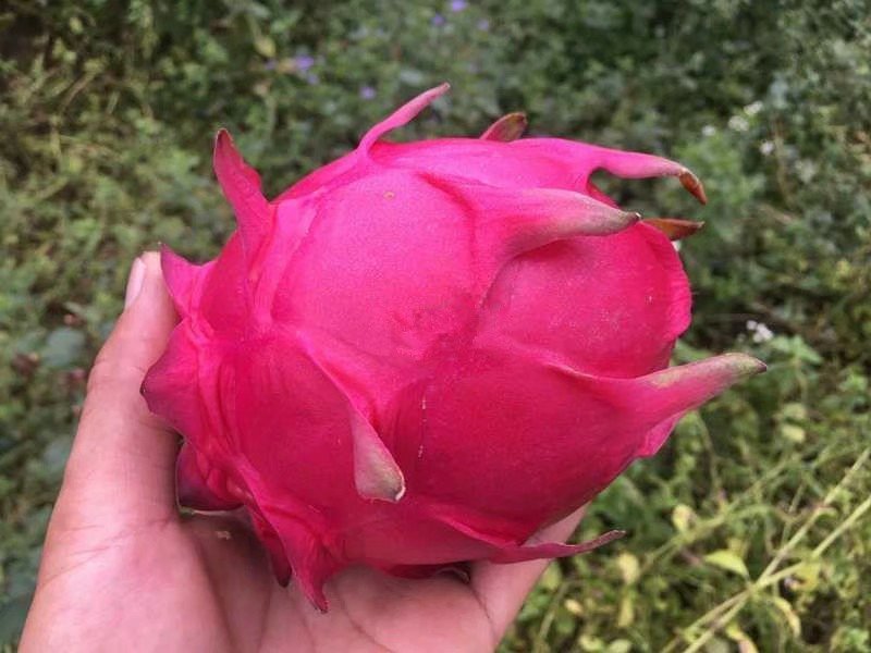 蜜玄龙火龙果苗火龙果苗产量高口感好火龙果树苗