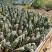 蜜玄龙火龙果苗火龙果苗产量高口感好火龙果树苗