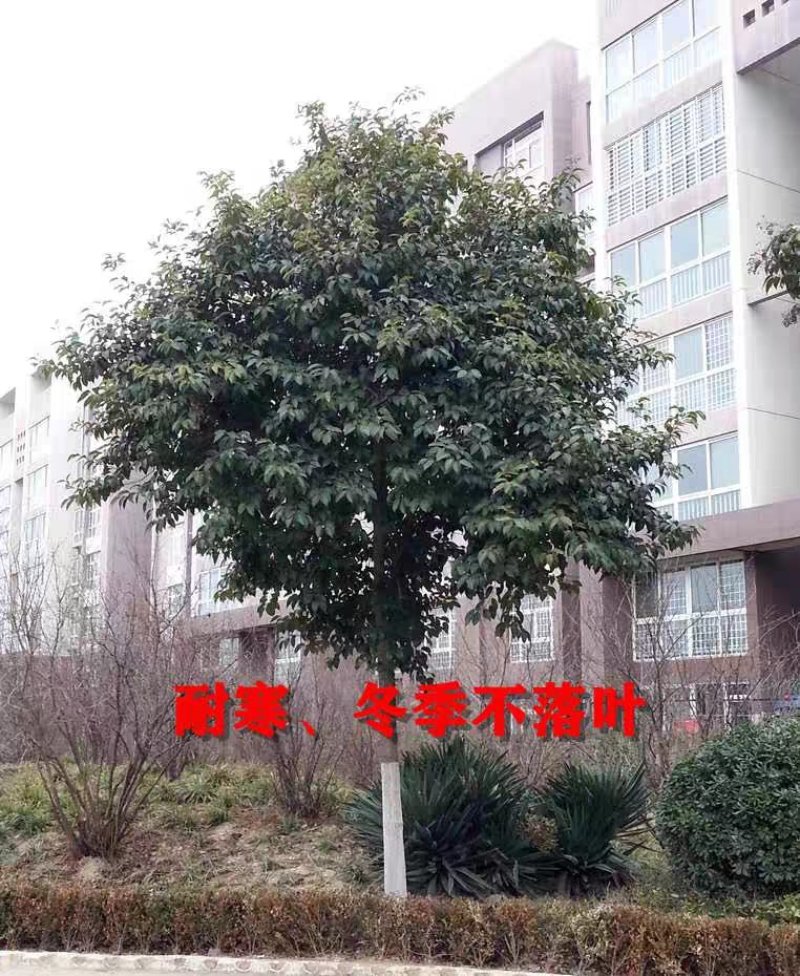 绿化树苗大叶女贞树苗小苗占地拆迁苗四季常青